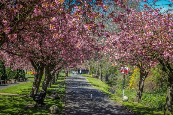 Cherry Blossom trees in Letham Glen in Leven